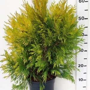 Thuja Goldy Thuja plicata '4ever Goldy'
(1 Plants/Order)(19cmP 65cmH)