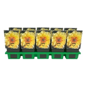 Paeonia (Itoh Grp) Bartzella Paeonia Lactiflora 'Bartzella' P11
(10 Plants/Order)(11cmP 25cmH)