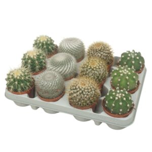 Cactus Bolcactus mix 8,5 cm in 12 gaats tray
(12 Plants/Order)(8.5cmP 13cmH)