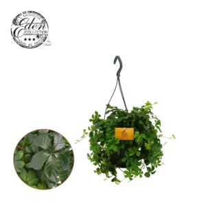 Parthenocissus inser Parthenocissus Striatha 15cm HP
(5 Plants/Order)(15cmP 25cmH)