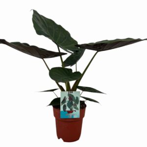 Alocasia wentii Alocasia Wentii
(3 Plants/Order)(19cmP 70cmH)