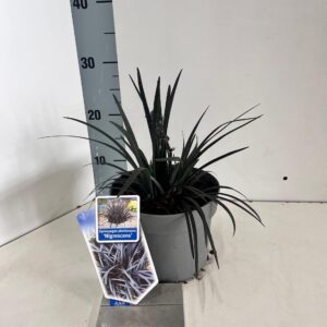 Ophiopogon planiscapus Niger Ophiopogon plan. ‘Niger'
(1 Plants/Order)(17cmP 15cmH)