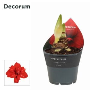Hippeastrum Red Peacock Amaryllis 2 bud
(7 Plants/Order)(14cmP 25cmH)