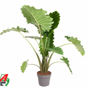 Alocasia Portodora Alocasia Portodora (NO GAP)
(9 Plants/Order)(32cmP 130cmH)