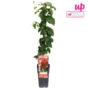 Lonicera Belgica Lonicera periclymenum 'Belgica' P15
(10 Plants/Order)(15cmP 65cmH)