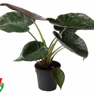 Alocasia wentii Alocasia Wentii (NO GAP)
(1 Plants/Order)(24cmP 100cmH)