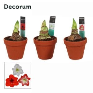 Hippeastrum Amaryllis mix 2 bud Terracotta Steen OP
(7 Plants/Order)(13cmP 25cmH)