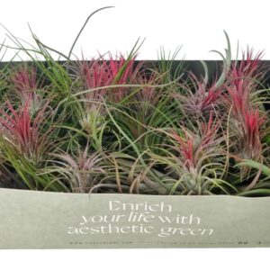 Tillandsia tillandsia mix x50
(50 Plants/Order)(6cmP 6cmH)