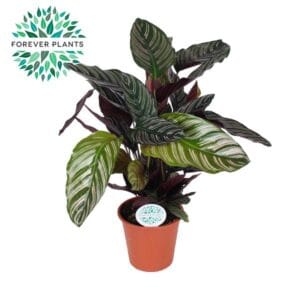 Calathea Calathea Ornata p17
(6 Plants/Order)(17cmP 50cmH)