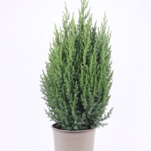 Juniperus chinensis Stricta
(1 Plants/Order)(23cmP 75cmH)