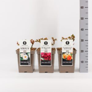 Rosa pink Classics trosroos (F) mix, C5
(1 Plants/Order)(23cmP 30cmH)