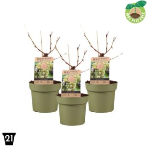 Vitis Bianca Vitis vinifera 'Bianca', P21 op stam
(1 Plants/Order)(21cmP 65cmH)