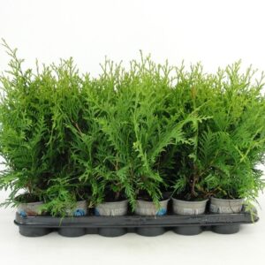 Thuja Brabant Thuja occidentalis 'Brabant'
(18 Plants/Order)(9cmP 34cmH)