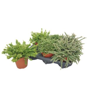 Rhipsalis mix Rhipsalis mix 12 cm
(6 Plants/Order)(12cmP 22cmH)