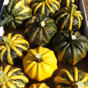 Curcubita Kamo-Kamo
(12 Plants/Order)(10cmP 8cmH)