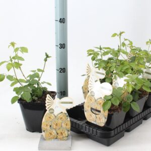 Rosa Rosa 'Jolandia' ®
(8 Plants/Order)(14cmP 10cmH)