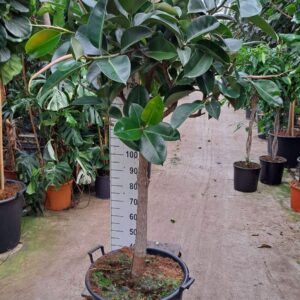Ficus Elastica Robusta Robusta dikke stam 210
(1 Plants/Order)(55cmP 210cmH)