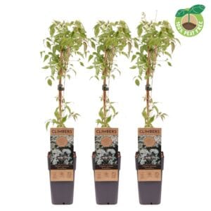 Clematis Grandiflora Clematis montana 'Grandiflora', P15
(10 Plants/Order)(15cmP 60cmH)