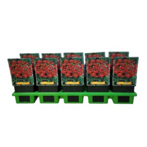 Helenium Helenium 'Ruby Thuesday' P11
(10 Plants/Order)(11cmP 25cmH)