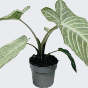 other plants Xanthozoma 14 cm MINT 
(8 Plants/Order)(14cmP 40cmH)