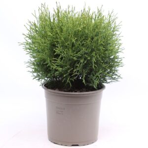 Thuja Tiny Tim Thuja occidentalis 'Tiny Tim' 
(1 Plants/Order)(23cmP 40cmH)