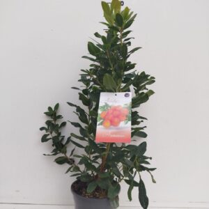 Arbutus unedo Arbutus unedo
(1 Plants/Order)(19cmP 30cmH)