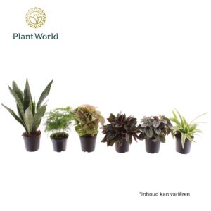 Indoor plants Miniplanten mixed op de laag (24 verschillende soorten)
(16 Plants/Order)(7cmP 35cmH)