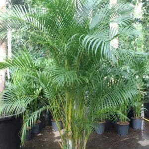 Chrysalidocarpus Dypsis lutescens (Areca)
(1 Plants/Order)(45cmP 260cmH)