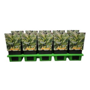 Hosta other Hosta 'Silk Road' P11
(10 Plants/Order)(11cmP 25cmH)