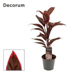 Cordyline Mambo Cordyline Mambo 12 cm ( Decorum ) 
(10 Plants/Order)(12cmP 40cmH)