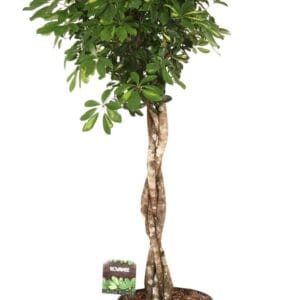 Schefflera Gold Capella Schefflera arb. Gold Capella melted braid
(1 Plants/Order)(35cmP 160cmH)