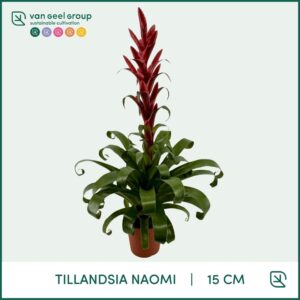 Tillandsia 'Naomi' Tillandsia Naomi
(7 Plants/Order)(15cmP 65cmH)