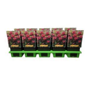 Monarda didyma Monarda 'Pink Lace' P11
(10 Plants/Order)(11cmP 25cmH)