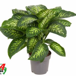 Dieffenbachia Reeva Dieffenbachia Reeva P24
(1 Plants/Order)(24cmP 80cmH)