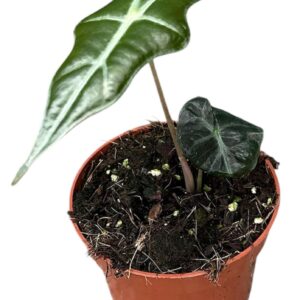 Alocasia Alocasia Nobilis
(1 Plants/Order)(10.5cmP 20cmH)