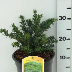 Taxus other Taxus media 'Nidiformis'
(1 Plants/Order)(19cmP 40cmH)