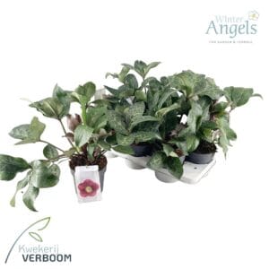 Helleborus Annas Red Frostkiss P15 green
(6 Plants/Order)(15cmP 45cmH)
