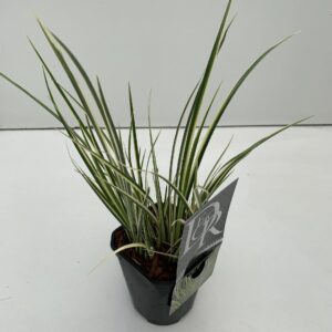 Siergrassen mix Acorus Argenteostriatus
(10 Plants/Order)(13cmP 25cmH)