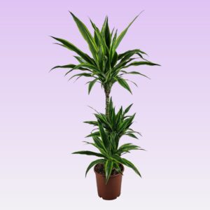 Dracaena Lemon Lime Dracaena lemon lime jumbo 60-30-15 115
(1 Plants/Order)(21cmP 115cmH)