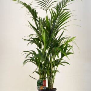 Howea forsteriana KENTIA - P24 H160 - 8PP (Howea forsteriana)
(1 Plants/Order)(24cmP 160cmH)