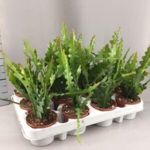 Epiphyllum anguliger Epiphyllum anguliger
(12 Plants/Order)(9cmP 15cmH)