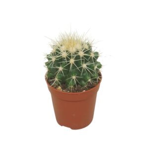 Echinocactus grusonii Echinocactus grusonii 5,5 cm
(20 Plants/Order)(5.5cmP 8cmH)
