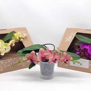 Phalaenopsis mixed Table Orchid NATURE
(1 Plants/Order)(12cmP 35cmH)