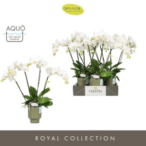 Phalaenopsis white more Ripsen Theatro Jazz 4 spike in Emilia Green Aquo
(8 Plants/Order)(12cmP 60cmH)