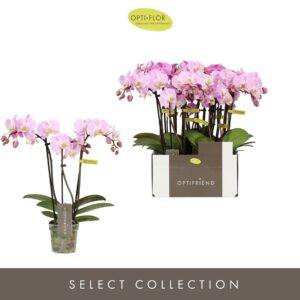 Phalaenopsis Multiflora Optifriend Fenna 3 spike
(8 Plants/Order)(7cmP 25cmH)