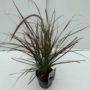 Pennisetum setaceum Rubrum Dwarf'
(6 Plants/Order)(17cmP 30cmH)