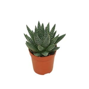 Haworthia Haworthia 'royal albert' 5,5 cm
(20 Plants/Order)(5.5cmP 8cmH)