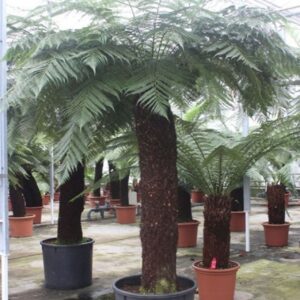 Dicksonia antarctica Dicksonia antarctica
(1 Plants/Order)(80cmP 400cmH)