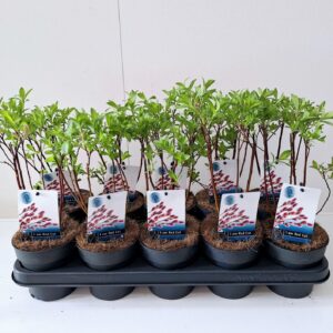 Salix gracilistyla Mt. Aso Salix Mount Aso bush p12
(10 Plants/Order)(12cmP 30cmH)