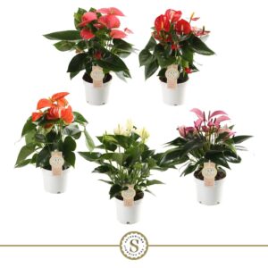 Anthurium mixed 5 c Top mix 12cm (5 kleuren)
(10 Plants/Order)(12cmP 40cmH)